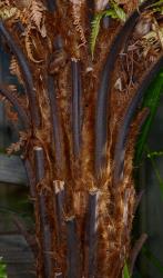 Image: P.B. Heenan © Landcare Research 2014 